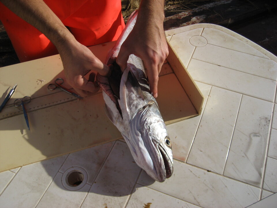 Campagna GRUND 2006 Campagna GRUND 2006