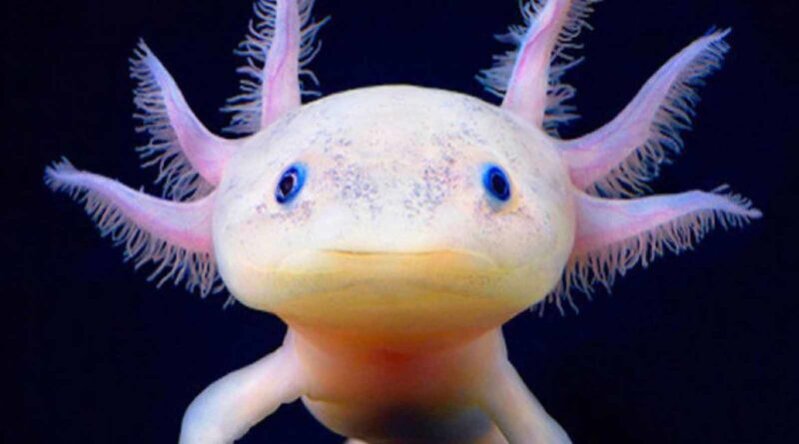 99839ba5-ac54-4b41-945d-fd46b4d64824 99839ba5-ac54-4b41-945d-fd46b4d64824