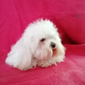 Cherie, 2018, Mluisa