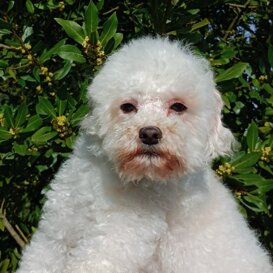 II Figlia 2 anni Mluisa, cataratta genetica