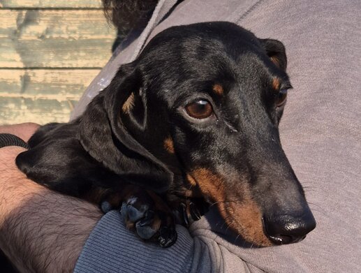 bassotto, 2021 fioravanta.jpeg bassotto, 2021 fioravanta.jpeg