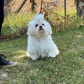Maltese 2018, mluisa