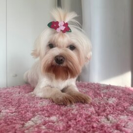 Fiorella 2018, Vezzani
