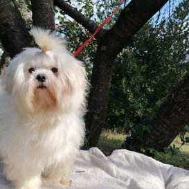 Gimbo/zeus 2022, Radamantino