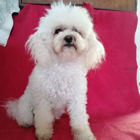 Mafalda, 2019, Mluisa