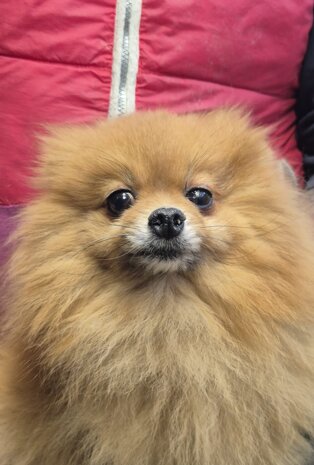 ines, 2019 fioravanta.jpeg ines, 2019 fioravanta.jpeg