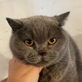 British, 5 anni Fioravanta