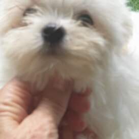 Cucciolo ingrid 2 mesi, enognato