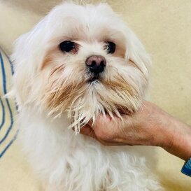 Maltese F 7 anni, Mluisa