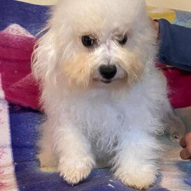 Cucciolona Mluisa, 2024