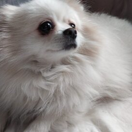 Bella, 2018, restituzione