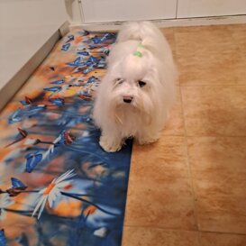 Mojito, 7 anni Pordenone, allev. in casa