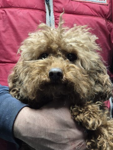 nespola, 2019 fioravanta.jpeg nespola, 2019 fioravanta.jpeg