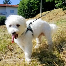 Kikko, 2019, cessione da privato Tn Maltese