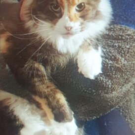 Maine coon Fioravanta, 5 anni