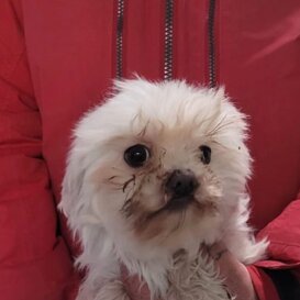 Pupi, 2016 F