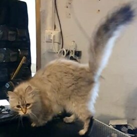 Siberiana 5 anni Fioravanta
