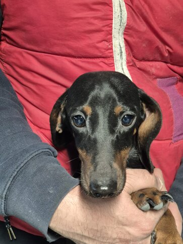 bassotta, 2021 fioravanta.jpeg bassotta, 2021 fioravanta.jpeg