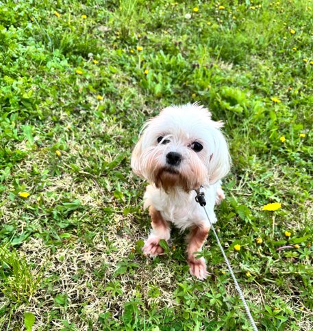 diva, 2018 vezzani 1.jpeg diva, 2018 vezzani 1.jpeg