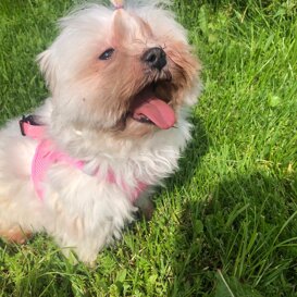 Maltese F, 9 anni Vezzani