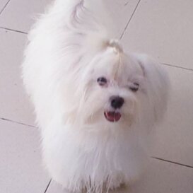 Cucciolo 14 mesi Ingrid