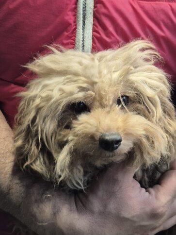 cleopatra, 2019 fioravanta.jpeg cleopatra, 2019 fioravanta.jpeg