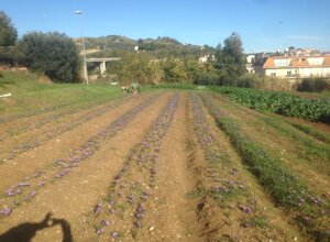 img_4352.jpeg