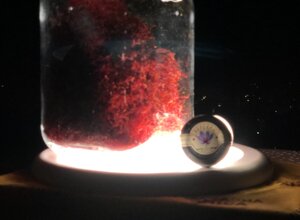img_6767.jpeg
