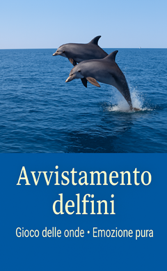 avvistamento delfini