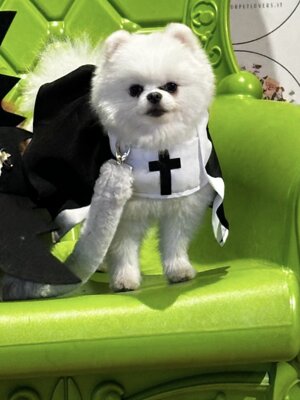 img_5033.jpeg img_5033.jpeg