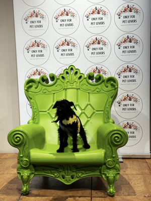 screenshot%202026-03-13%20alle%2016.59.31 screenshot%202026-03-13%20alle%2016.59.31