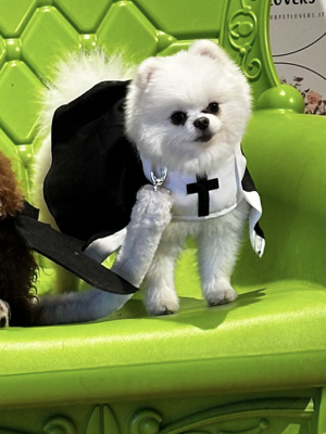 img_5027.jpeg img_5027.jpeg