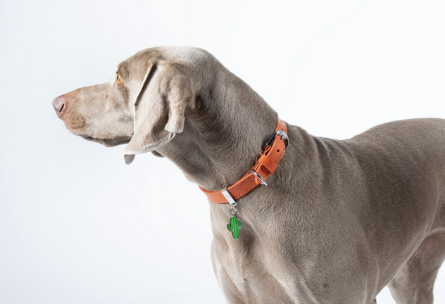 screenshot 2026-04-21 alle 21.19.33