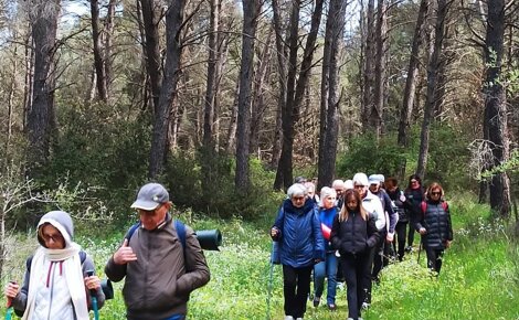 Immagine di un percorso terapeutico in foresta