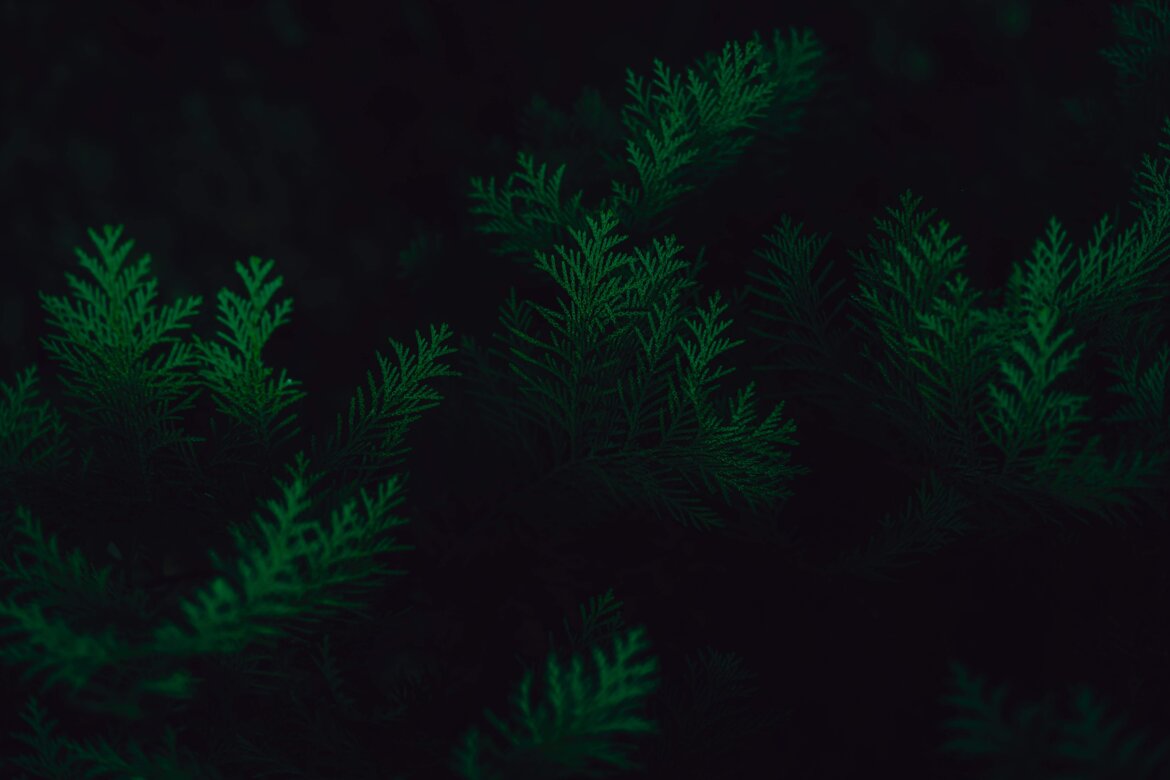 0aea27d1-73b1-4915-b3f4-40a65030802c.jpeg 0aea27d1-73b1-4915-b3f4-40a65030802c.jpeg