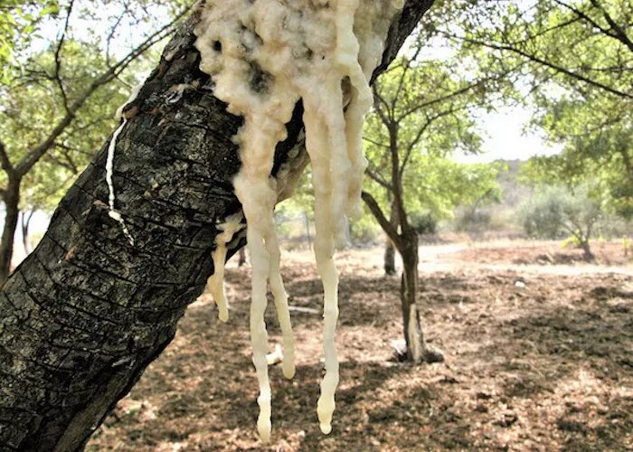 Castelbuono e la Manna: l&rsquo;Oro Bianco delle Madonie