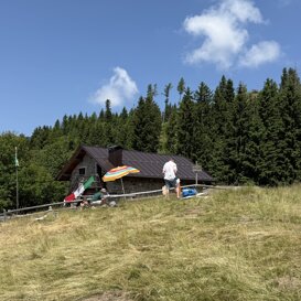 Gavs a Malga Pez Giugno 2025