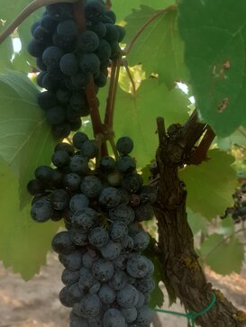 uva di Troia grappoli preziosi uva di Troia grappoli preziosi