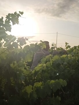 controllo qualità lavoro in vigna controllo qualità lavoro in vigna