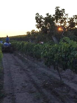 vendemmia all'alba vendemmia manuale a casa vinicola Sanpaolo vendemmia all'alba vendemmia manuale a casa vinicola Sanpaolo