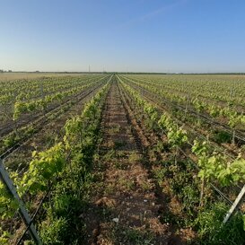 vigneto al tramezzo vigneto casa vinicola Sanpaolo