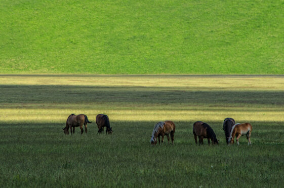 5c55553f-6540-41e9-9878-c3ae217cd006