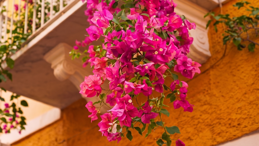 bouganvillea_dettsglio bouganvillea_dettsglio