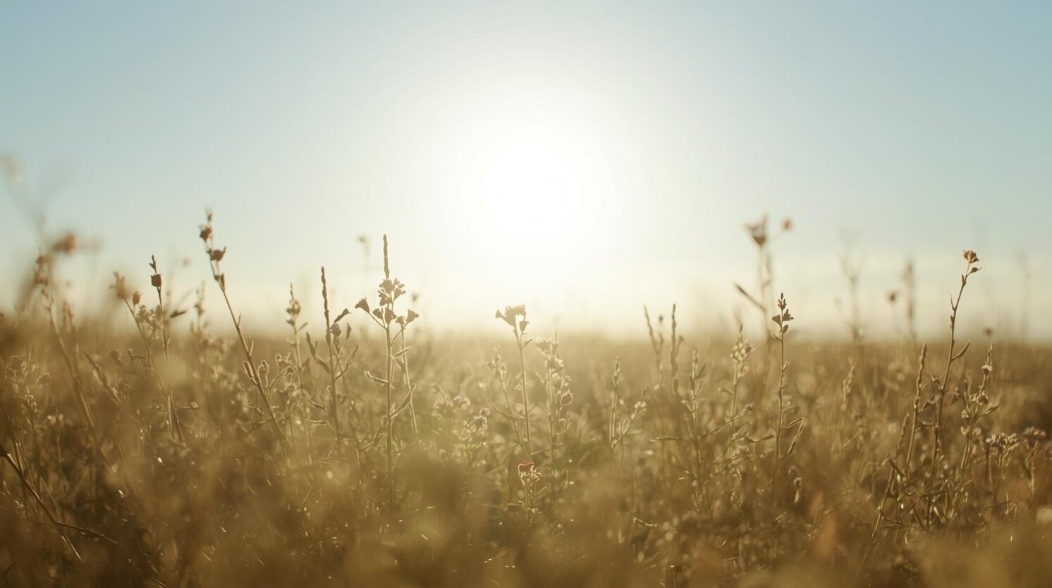 a vast, open natural atmosphere reduced to pure sensation._bright, expansive natural light filling the scene._soft horizon in the distance, barely visible._air feels clean, luminous, breathable._a sense of freed.jpeg