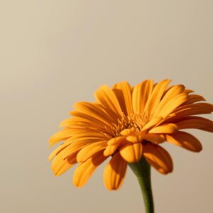 ritratto-del-primo-piano-della-ragazza-allegra-con-il-fiore-nei-capelli-spensierata-donna-bianca-dai-capelli-neri.jpeg