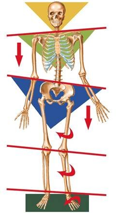 POSTURA E DENTI POSTURA E DENTI