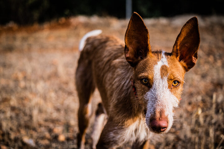 31512_4208a88ddf540b6ab7cda630cb3c25ebff280b94