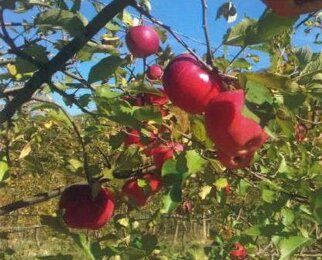 glocale 14 foto copertina.jpeg