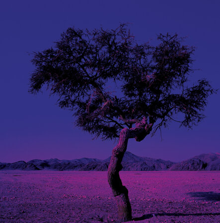 eyJpdCI6IkFsYmVybyBzb2xpdGFyaW8gaW4gdW4gcGFlc2FnZ2lvIGRhaSB0b25pIHZpb2xhIGUgbWFnZW50YSwgZm90b2dyYWZpYSBkaSBQaWVycmUgQW5kcukgUGhvdG9ncmFwaHkiLCJlbiI6IlNvbGl0YXJ5IHRyZWUgaW4gYSBsYW5kc2NhcGUgd2l0aCB2aW9sZXQgYW5kIG1hZ2VudGEgdG9uZXMsIHBob3RvZ3JhcGggYnkgUGllcnJlIEFuZHLpIFBob3RvZ3JhcGh5In0=