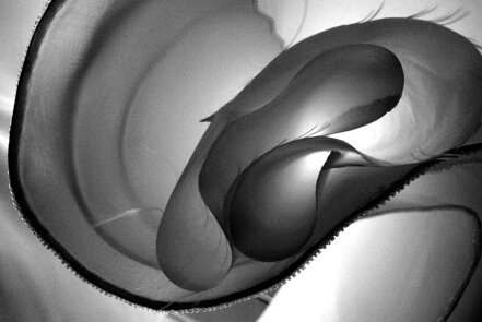 eyJpdCI6IkZvcm1lIGFzdHJhdHRlIGRpIHVuIGZpb3JlIGluIGNvbnRyb2x1Y2UsIGZvdG9ncmFmaWEgaW4gYmlhbmNvIGUgbmVybyBkaSBQaWVycmUgQW5kcukgUGhvdG9ncmFwaHkiLCJlbiI6IkFic3RyYWN0IGZsb3dlciBmb3JtcyBpbiBiYWNrbGlnaHQsIGJsYWNrIGFuZCB3aGl0ZSBwaG90b2dyYXBoIGJ5IFBpZXJyZSBBbmRy6SBQaG90b2dyYXBoeSJ9
